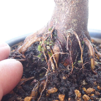 Venkovní bonsai - Acer palm. Atropurpureum-Javor dlanitolistý červený - 2