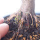 Venkovní bonsai - Acer palm. Atropurpureum-Javor dlanitolistý červený - 2/5