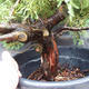 Jalovec - Juniperus sabina NO-25 - 2/7