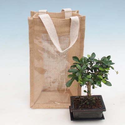 Pokojová bonsai v dárkové tašce - JUTA - 2