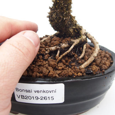 Zlatice - Forsythia intermedia Week End - 2
