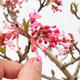 Venkovní bonsai Viburnum Fareri - Kalina - 2/2