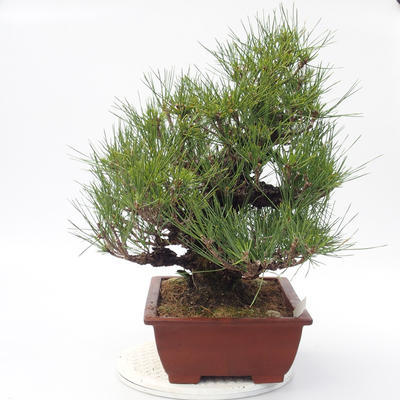 Pinus thunbergii Corticosa - Borovice thunbergova - 2