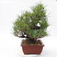 Pinus thunbergii Corticosa - Borovice thunbergova - 2/5