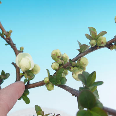 Venkovní bonsai - Chaenomeles superba jet trail -Kdoulovec bílý - 2
