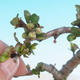 Venkovní bonsai - Chaenomeles superba jet trail -Kdoulovec bílý - 2/4