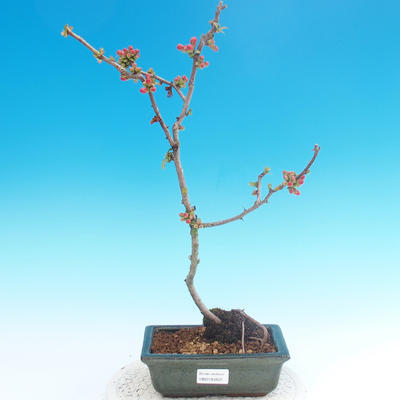 Venkovní bonsai - Chaneomeles japonica - Kdoulovec japonský - 2