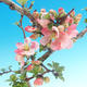 Venkovní bonsai - Chaneomeles japonica - Kdoulovec japonský - 2/3
