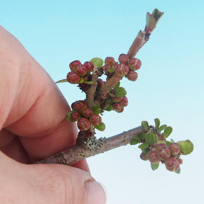 Venkovní bonsai - Chaneomeles japonica - Kdoulovec japonský - 2