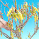Venkovní bonsai - Zlatice - Forsythia intermedia Week End - 2/2