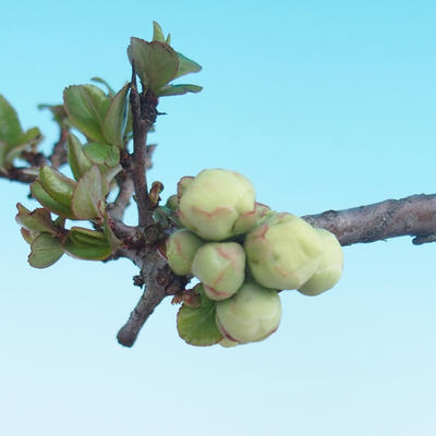 Venkovní bonsai - Chaenomeles superba jet trail -Kdoulovec bílý - 2