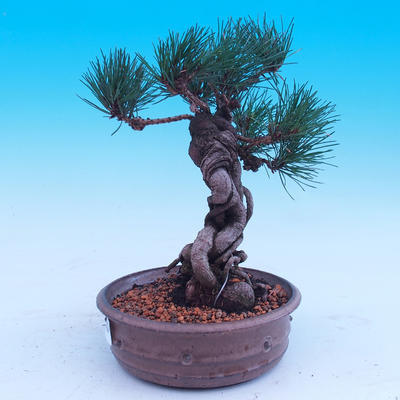 Venkovní bonsai -Borovice Thungergova - Pinus thunbergii - 2