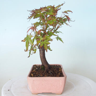 Venkovní bonsai - Javor palmatum sangokaku - Javor dlanitolistý - 2