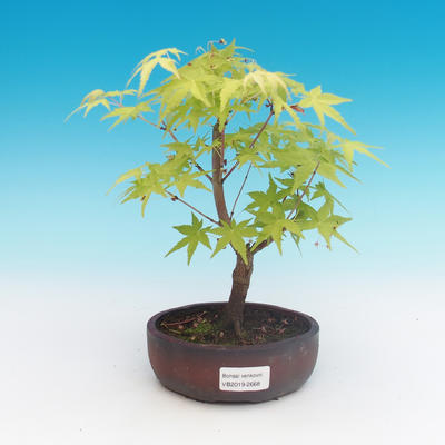 Venkovní bonsai-Acer palmatum Sango Koku- Javor dlanitolistý - 2