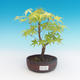 Venkovní bonsai-Acer palmatum Sango Koku- Javor dlanitolistý - 2/2