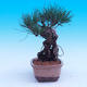 Venkovní bonsai -Borovice Thungergova - Pinus thunbergii - 2/5