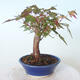 Venkovní bonsai - Javor palmatum sangokaku - Javor dlanitolistý - 2/5
