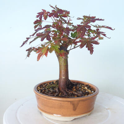 Venkovní bonsai - Javor palmatum sangokaku - Javor dlanitolistý - 2