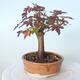 Venkovní bonsai - Javor palmatum sangokaku - Javor dlanitolistý - 2/5