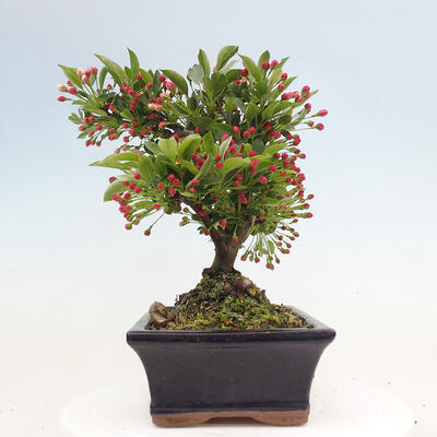 Venkovní bonsai - Malus sargentii -  Maloplodá jabloň - 2