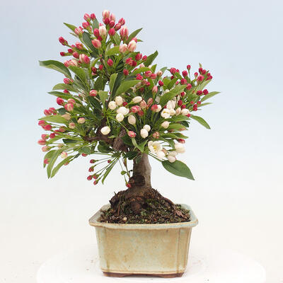 Venkovní bonsai - Malus sargentii -  Maloplodá jabloň - 2