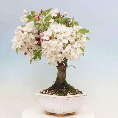 Venkovní bonsai -Malus halliana - Maloplodá jabloň - 2