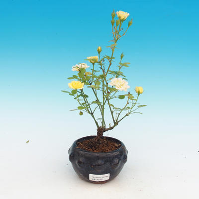 Rosa Yelow - Malokvětá růže žlutá - 2