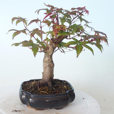 Venkovní bonsai - Javor palmatum DESHOJO - Javor dlanitolistý - 2