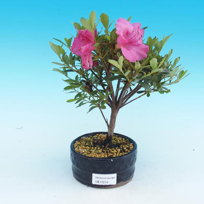 Venkovní bonsai - Rhododendron - 2