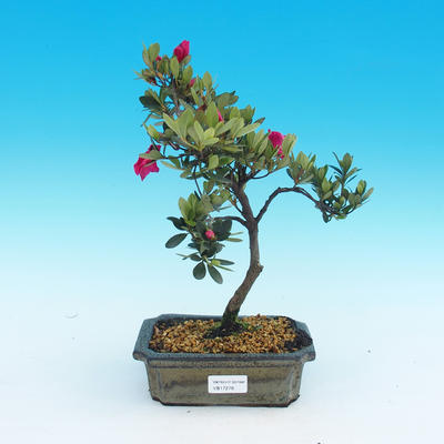 Venkovní bonsai - Rhododendron - 2