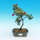 Venkovní bonsai - Rhododendron - 2/2