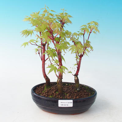 Venkovní bonsai - Acer pal. Sango Kaku - Javor dlanitolistý - 2
