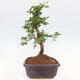 Pokojová bonsai - Carmona macrophylla - Čaj fuki - 2/7