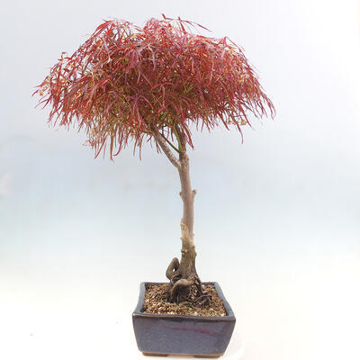 Venkovní bonsai - Javor dlanitolistý - Acer palmatum RED PYGMY - 2