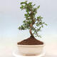 Pokojová bonsai - Carmona macrophylla - Čaj fuki - 2/7