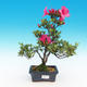 Venkovní bonsai - Rhododendron - 2/2