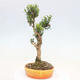 Pokojová bonsai - Buxus harlandii -korkový buxus - 2/6