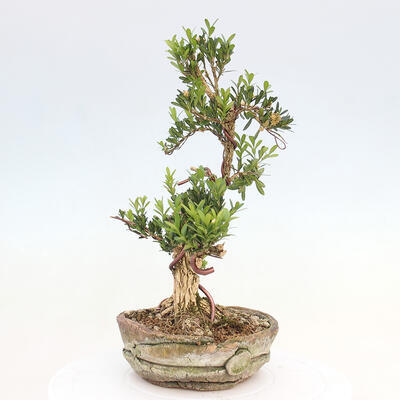 Pokojová bonsai - Buxus harlandii -korkový buxus - 2