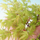 Venkovní bonsai - Acer pal. Sango Kaku - Javor dlanitolistý - 2/4