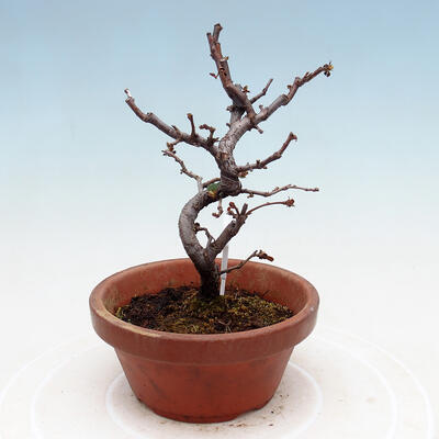 Venkovní  bonsai -  Chaneomeles chinensis - Kdoulovec čínsky - 2