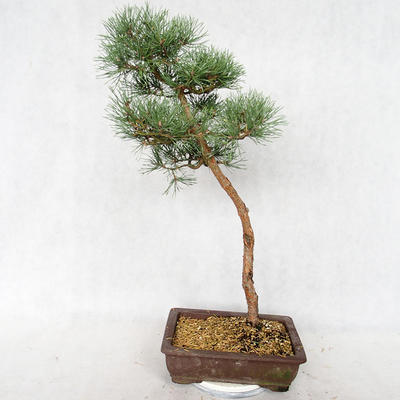 Venkovní bonsai - Pinus sylvestris Watereri  - Borovice lesní VB2019-26839 - 2