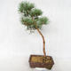 Venkovní bonsai - Pinus sylvestris Watereri  - Borovice lesní VB2019-26839 - 2/4