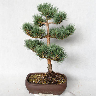 Venkovní bonsai - Pinus sylvestris Watereri  - Borovice lesní VB2019-26848 - 2