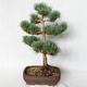 Venkovní bonsai - Pinus sylvestris Watereri  - Borovice lesní VB2019-26848 - 2/4