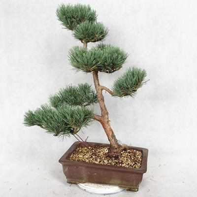 Venkovní bonsai - Pinus sylvestris Watereri  - Borovice lesní VB2019-26852 - 2