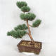 Venkovní bonsai - Pinus sylvestris Watereri  - Borovice lesní VB2019-26852 - 2/4