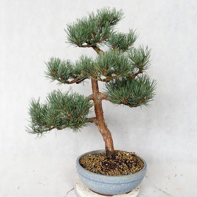 Venkovní bonsai - Pinus sylvestris Watereri  - Borovice lesní VB2019-26859 - 2
