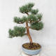 Venkovní bonsai - Pinus sylvestris Watereri  - Borovice lesní VB2019-26859 - 2/4