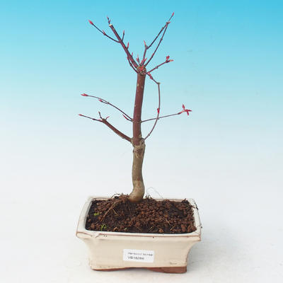 Venkovní bonsai - Javor dlanitolistý - Acer palmatum DESHOJO - 2