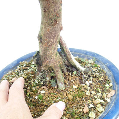 Pokojová bonsai - Syzygium - Pimentovník - 2